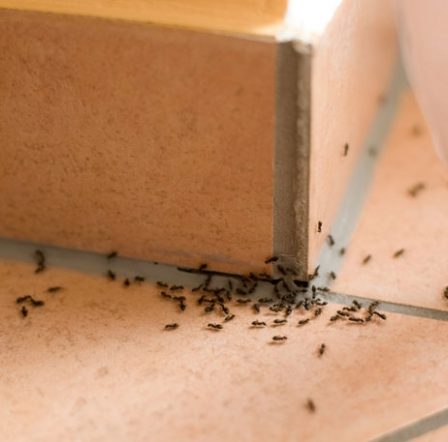 karıncaları evden uzaklaştırmak